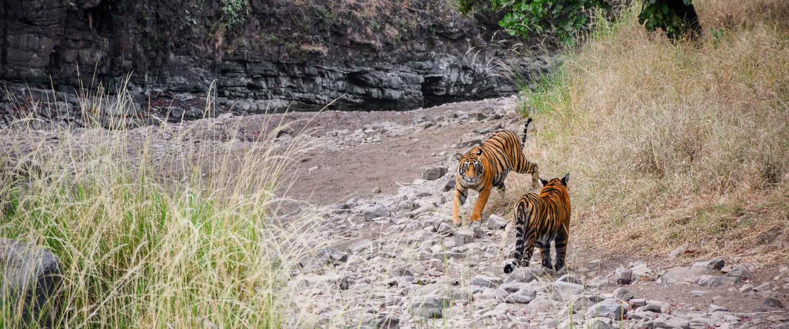 golden-triangle-tour-with-tigers-ranthambore
