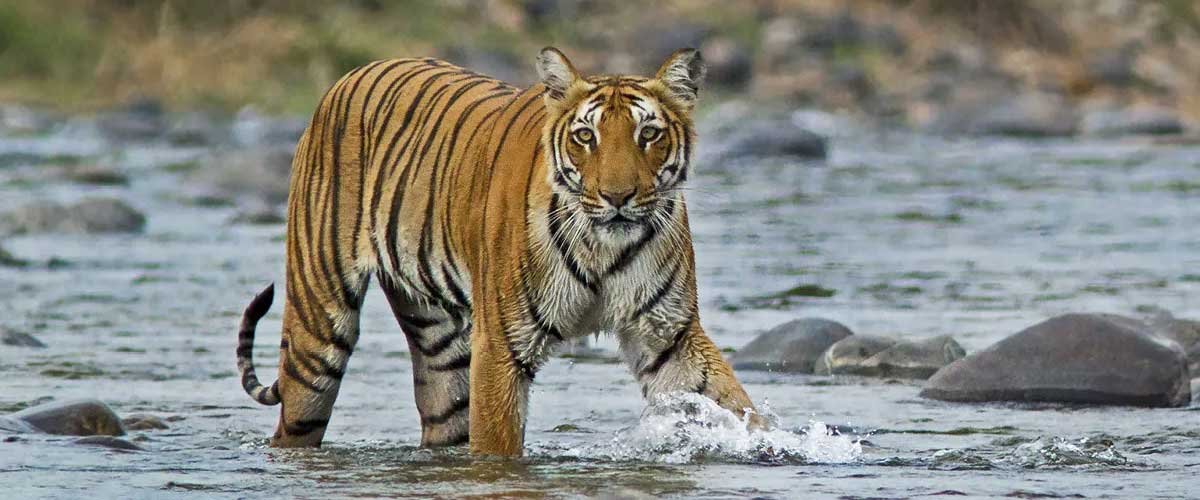 jim-corbett-wildlife-tour