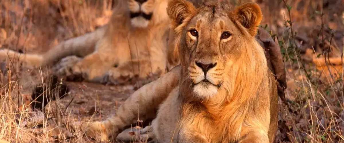 wildlife-tours-of-gujarat